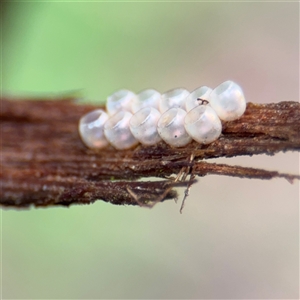 Hemiptera (order) at North Ryde, NSW by Hejor1