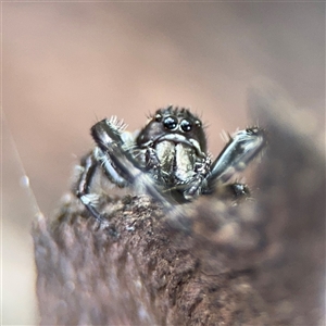 Sandalodes sp. (genus) at Lindfield, NSW - 18 Jan 2025 03:06 PM