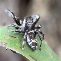 Sandalodes sp. (genus) at Lindfield, NSW - 18 Jan 2025 03:06 PM