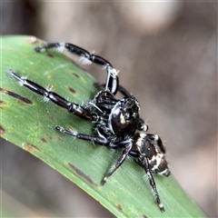 Sandalodes sp. (genus) at Lindfield, NSW - 18 Jan 2025 03:06 PM