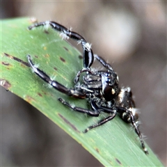 Sandalodes sp. (genus) at Lindfield, NSW - 18 Jan 2025 03:06 PM