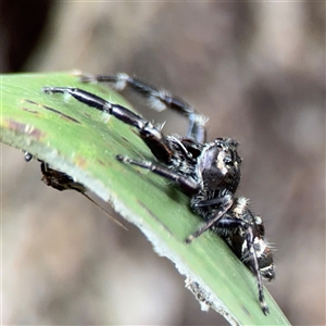 Sandalodes sp. (genus) at Lindfield, NSW - 18 Jan 2025 03:06 PM