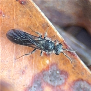 Odontomyrme sp. (genus) at North Ryde, NSW by Hejor1