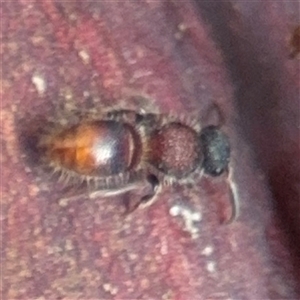 Mutillidae (family) at North Ryde, NSW - 18 Jan 2025 02:59 PM