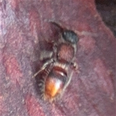 Mutillidae (family) at North Ryde, NSW - 18 Jan 2025 02:59 PM