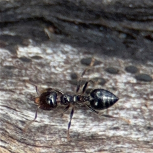 Crematogaster sp. (genus) at North Ryde, NSW - 18 Jan 2025 02:57 PM