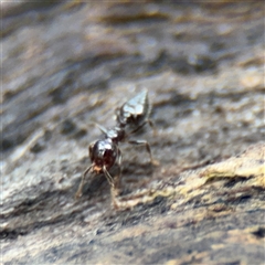 Crematogaster sp. (genus) at North Ryde, NSW - 18 Jan 2025 02:57 PM