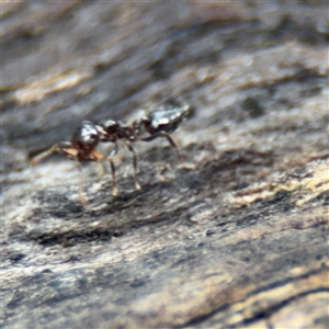 Crematogaster sp. (genus) at North Ryde, NSW - 18 Jan 2025 02:57 PM