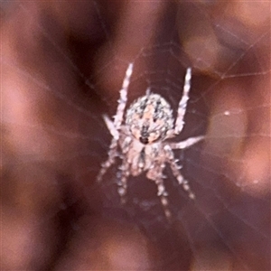 Araneinae (subfamily) at North Ryde, NSW by Hejor1