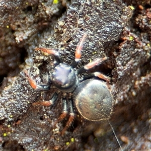 Zenodorus orbiculatus at North Ryde, NSW by Hejor1