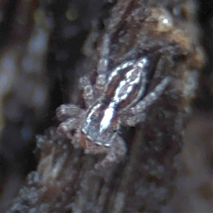 Ocrisiona sp. (genus) at North Ryde, NSW - 18 Jan 2025 02:49 PM