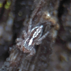 Ocrisiona sp. (genus) at North Ryde, NSW - 18 Jan 2025 02:49 PM