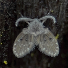 Psychodidae sp. (family) (Moth Fly, Drain Fly) at North Ryde, NSW - 18 Jan 2025 by Hejor1