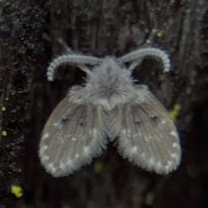 Psychodidae sp. (family) at North Ryde, NSW - 18 Jan 2025 02:49 PM