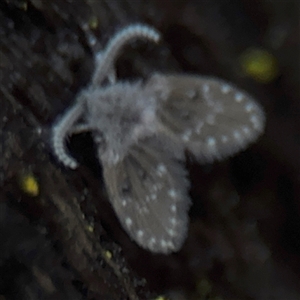 Psychodidae sp. (family) at North Ryde, NSW - 18 Jan 2025 02:49 PM