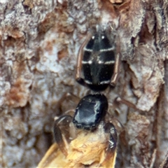 Apricia jovialis (Jovial jumping spider) at North Ryde, NSW - 18 Jan 2025 by Hejor1