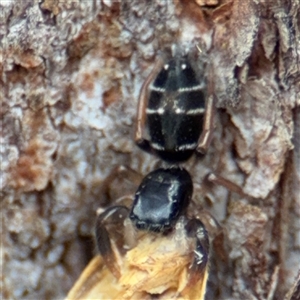 Apricia jovialis (Jovial jumping spider) at North Ryde, NSW by Hejor1