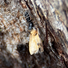 Apricia jovialis at North Ryde, NSW - 18 Jan 2025 02:47 PM