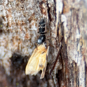 Apricia jovialis at North Ryde, NSW - 18 Jan 2025 02:47 PM