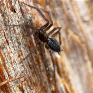 Badumna sp. (genus) at North Ryde, NSW - 18 Jan 2025 02:45 PM