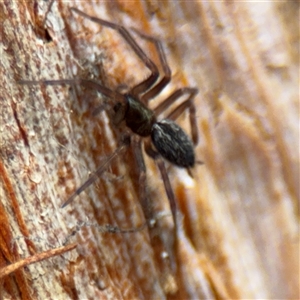 Badumna (genus) at North Ryde, NSW - 18 Jan 2025 02:45 PM