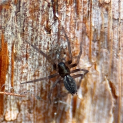 Badumna sp. (genus) at North Ryde, NSW - 18 Jan 2025 02:45 PM