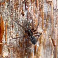 Badumna (genus) at North Ryde, NSW - 18 Jan 2025 02:45 PM