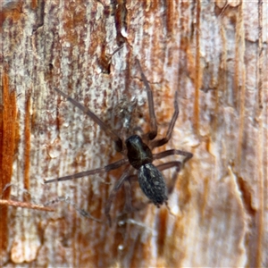 Badumna (genus) at North Ryde, NSW - 18 Jan 2025 02:45 PM