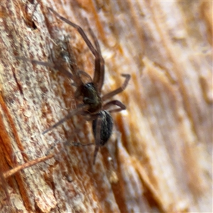 Badumna sp. (genus) at North Ryde, NSW - 18 Jan 2025 02:45 PM