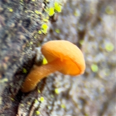 Gymnopus sp. at North Ryde, NSW - 18 Jan 2025 by Hejor1