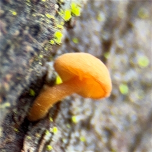 Gymnopus sp. at North Ryde, NSW by Hejor1