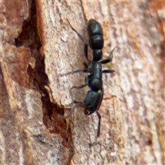 Platythyrea parallela at North Ryde, NSW - 18 Jan 2025 02:45 PM