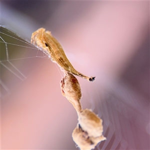 Arachnura higginsi at North Ryde, NSW - 18 Jan 2025 02:45 PM