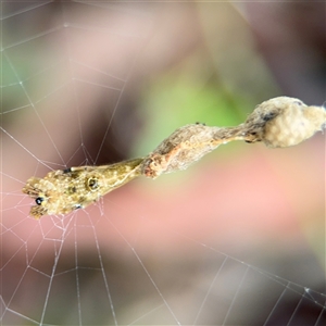 Arachnura higginsi at North Ryde, NSW - 18 Jan 2025 02:45 PM