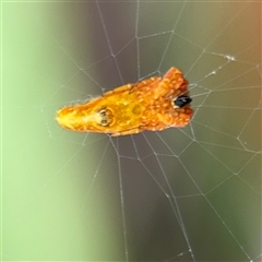Arachnura higginsi at North Ryde, NSW - 18 Jan 2025 02:42 PM