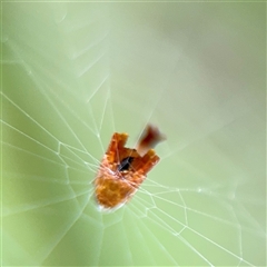 Arachnura higginsi at North Ryde, NSW - 18 Jan 2025 02:42 PM