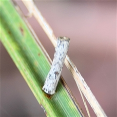 Hemibela (genus) (A Concealer moth) at North Ryde, NSW - 18 Jan 2025 by Hejor1