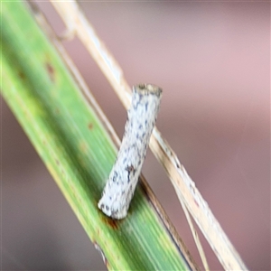 Hemibela (genus) (A Concealer moth) at North Ryde, NSW by Hejor1