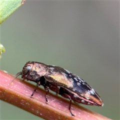 Diphucrania scabrosula (Jewel Beetle) at North Ryde, NSW - 18 Jan 2025 by Hejor1