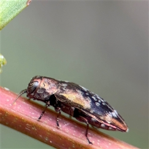 Diphucrania scabrosula at North Ryde, NSW - 18 Jan 2025 02:39 PM