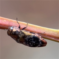 Diphucrania scabrosula at North Ryde, NSW - 18 Jan 2025 02:39 PM