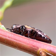 Diphucrania scabrosula at North Ryde, NSW - 18 Jan 2025 02:39 PM