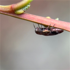 Diphucrania scabrosula at North Ryde, NSW - 18 Jan 2025 02:39 PM