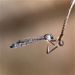 Leptogaster sp. (Thin-tailed robber fly) at North Ryde, NSW - 18 Jan 2025 by Hejor1