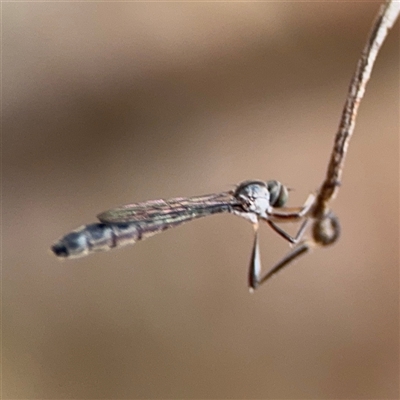 Leptogaster sp. (Thin-tailed robber fly) at North Ryde, NSW - 18 Jan 2025 by Hejor1