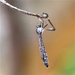 Leptogaster sp. at North Ryde, NSW - 18 Jan 2025 02:38 PM