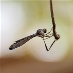 Leptogaster sp. at North Ryde, NSW - 18 Jan 2025 02:38 PM