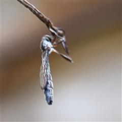 Leptogaster sp. at North Ryde, NSW - 18 Jan 2025 02:38 PM