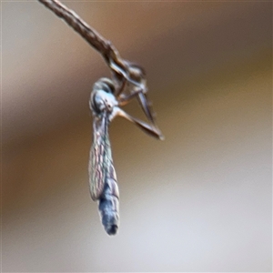 Leptogaster sp. at North Ryde, NSW - 18 Jan 2025 02:38 PM