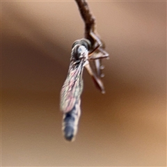 Leptogaster sp. at North Ryde, NSW - 18 Jan 2025 02:38 PM